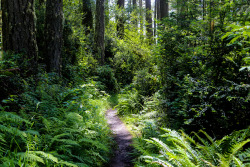 steepravine:  Trail Through Lush Forest(Point Reyes, California