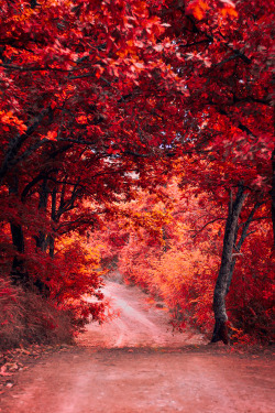 premiums:  Autumn Forest - By Vasilis Ramiotis 