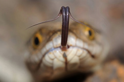 whatthefauna:  A snake uses its tongue to “taste” the air