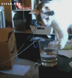gifak-net:  Cats Knocking Stuff Over Compilation [video] 