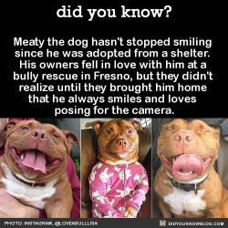 did-you-kno:  Meaty the dog hasn’t stopped smiling  since he