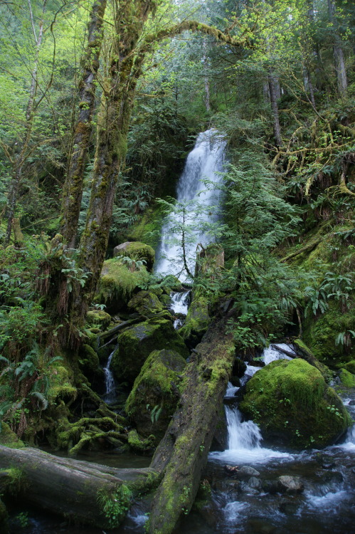 frommylimitedtravels:  - Falls in the forest -