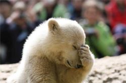 animal-factbook:  Polar bears can be very judgmental creatures.