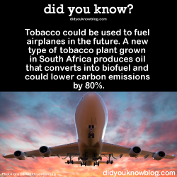 did-you-kno:  Tobacco could be used to fuel airplanes in the