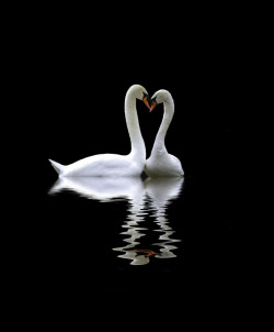 noticiero:  Two swans one heart by kris_ko