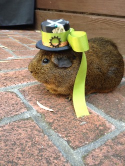 guineapiggies:  Brownie! Submitted by lady-beatoriche