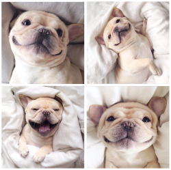 awwww-cute:  Good morning, Frenchie! (Source: http://ift.tt/1c3anxB)