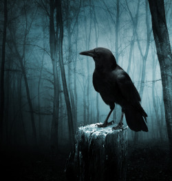 The Raven by Aenea-Jones 