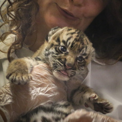 sdzsafaripark:  Sumatran tiger cub by Penny Hyde  