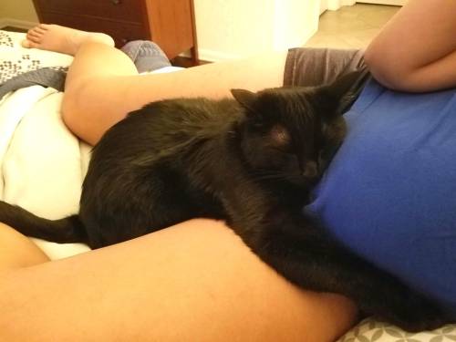 justcatposts:  “My wife is 30 weeks pregnant, and this is how