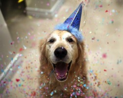 unicorn-meat-is-too-mainstream:  Meet Champ, The Happiest Dog