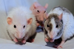 prancing-rats:  my rats look huge here! but i promise you they’re