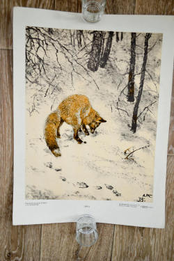 sovietpostcards:  Red Fox by A. Komarov, Original vintage Soviet