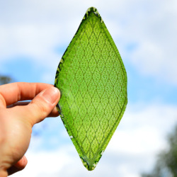 guyrim:  dezeen:  The “first man-made biological leaf” could