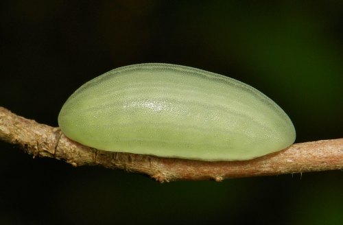 vaspider:animalids:Cup moth caterpillar (Limacodidae)   	Photo