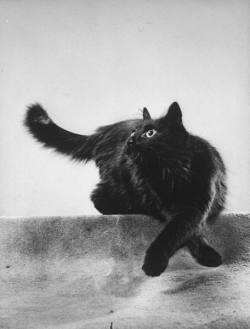  Portrait of Gjon Mili’s cat Blackie  Gjon Mili for LIFE magazine, New