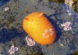 waterbody:  nudibranch (Acanthadoris lutea). Moss Beach CA, Nov.