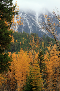 expressions-of-nature:  Typical Fall Day by GlacierNPS Western