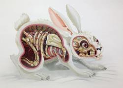 fer1972:  Dissections by Nychos  