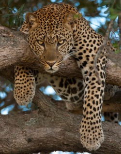 malcolmxing:  Leopard by suha -catman  pretty!