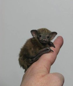 sixpenceee:  The Bumblebee bat, (or Kitti’s Hog Nosed Bat as