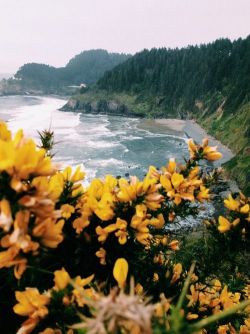 vicloud:This beach on California have the most beautiful flowers.