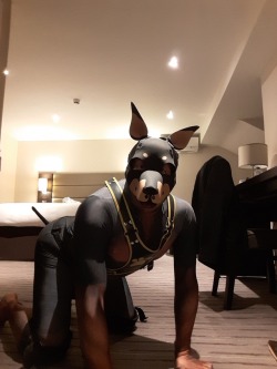 gaydoggytrainer:  duke-the-doberman:It’s great when the hotel