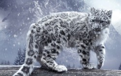 1280px:  Snow leopard