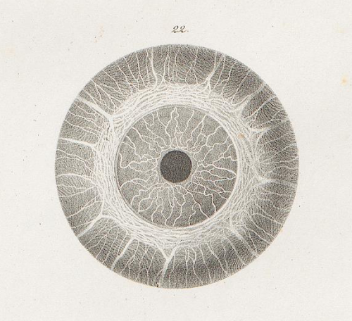 nemfrog:  The eye. Tabulae anatomicae. 1839.Heidelberg University