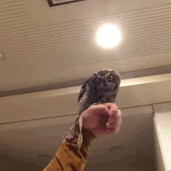 fang107:  becausebirds:  on my way to steal yo girl  “Owl always