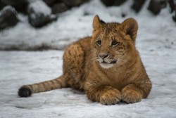 Mixed breed (six month old female Liger, a cross between a Lion