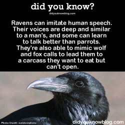 did-you-kno:  did-you-kno:Ravens imitate a number of sounds,