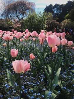 floral-delights:  Pink Ladies 