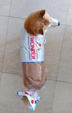 megatome:  jerryterry:  awwww-cute: he’s a pure bread (Source: