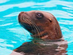 tulipnight:  Portrait of a sea lion in the water by Tambako the