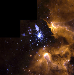 itsfullofstars:  Starburst Cluster in Nebula NGC 3603 by NASA