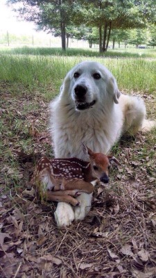 pencandy:  petitetimidgay:  here is a doge with a fawn on her