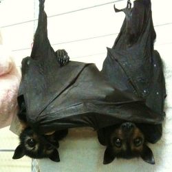 thebarkingmoonbats:  Bats in love 