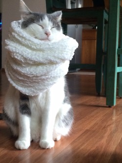 worldofthecutestcuties:  I gave my cat a mini scarf because he