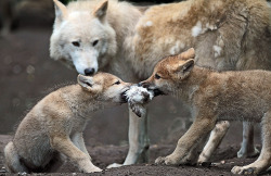 justanotheranimaladdict:  Hudson Bay Wolves |  Animal blog! 