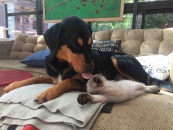 awwww-cute:  Meet our new kitten Lester. Loved by our dog in