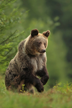 wowtastic-nature:  💙 Brown bear on 500px by jaroslavciganik77☀  Canon