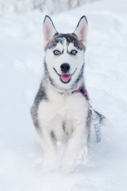 c1tylight5:  Husky in the Snow (by RobinClicks) 