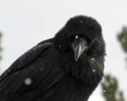 celtic-forest-faerie:  {Winter Raven Portrait} by {David W M