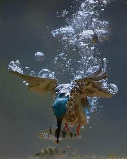 urbanfarmzine:  Kingfisher catching a fish underwaterPhoto: ChazDoge