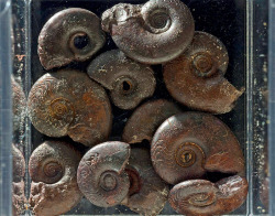 amnhnyc:  Ammonites are a group of ancient mollusks related to