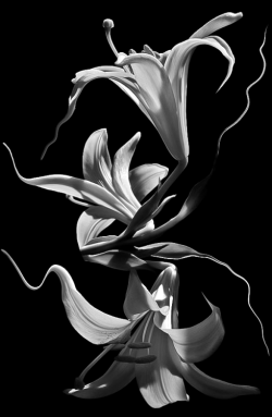 arsamandix:  Ars amandi ❤️ the art of love.  Lilies ❤️