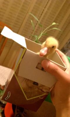 awwww-cute:  Its my Duck in a Box