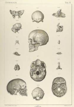 ooksaidthelibrarian:  Sigismond Laskowski: Anatomie normale du