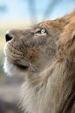 bucketlistlionblog:  beasts-of-prey:African Lion.7.  Photo by